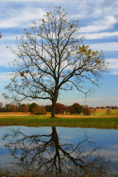 tree near pond